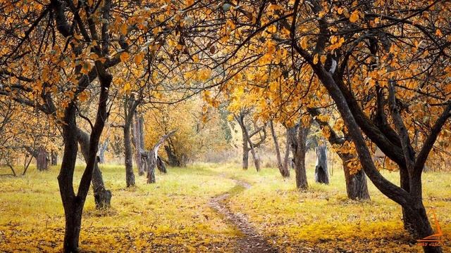 Поэзия осени mp4 смотреть онлайн