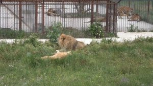 ВОЖАК львов Чук очень грозный лев когда гуляет!