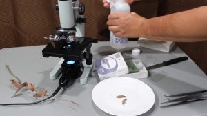 Выращивание орхидей из семян. C результатом!