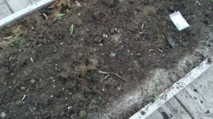 Что я сажаю в теплицу осенью на зиму