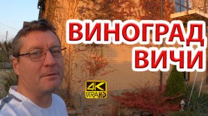 Девичий виноград Вичи (триостренный) разрушает дома? Мифы и реальность.