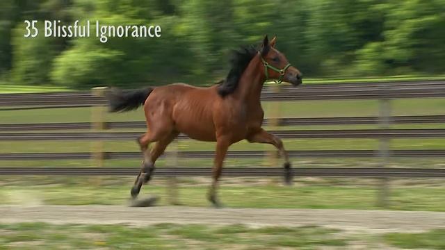 35 Blissful Ignorance смотреть онлайн