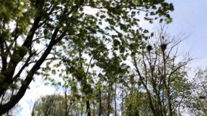 Даль великая, Анна Войтович (Л.Зыкина)