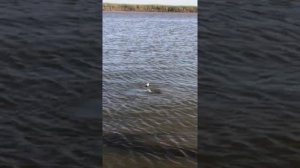 Ловля сазана в комсомольск на амуре 15.05.2020