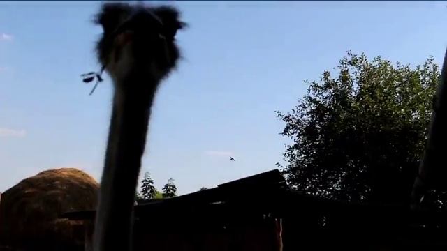 ЗАБАВНЫЕ СТРАУСЫ