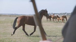 Калмыцкая степь / Табун лошадей на Морин Хууре / Олег Шалбуров