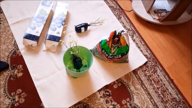 ЯГОДНАЯ НАХОДКА САЖЕНЦЫ ГОЛУБИКИ КУПИЛА В МАГАЗИНЕ САД-ОГОРОД, ПОКАЗЫВАЮ КАК ПОСАДИТЬ