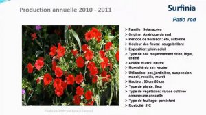 Surfinia Patio red: plante annuelle