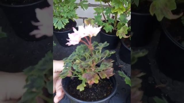 Обзор цветения стелларов (август 23'). г.Дубна МО смотреть онлайн