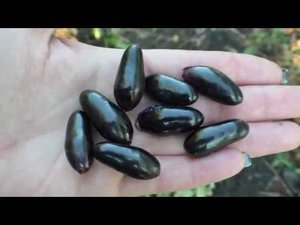 виноград Одесский Сувенир, удивительный сорт винограда!