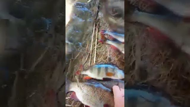 Отец на рыбалке смотреть онлайн