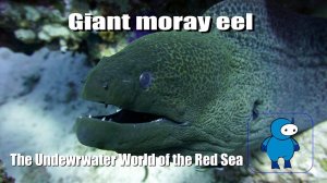 Гигантская мурена. Подводный мир Красного моря. Giant moray eel