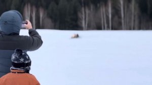 Порвет ли мотособака именитые снегоходы в глубокому снегу?