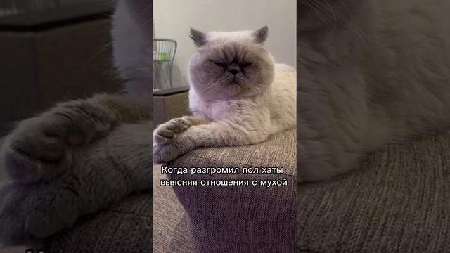 Пояснил за Муху