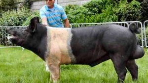 ТОП 6 CАМЫЕ БОЛЬШИЕ СВИНЬИ В МИРЕ