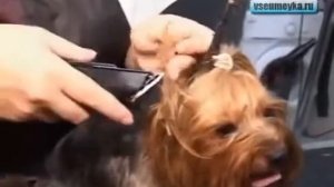 Как правильно стричь собак.