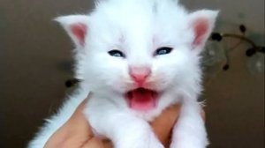 Девушка подобрала белого котёнка и оставила у бабушки. Она испытала шок, увидев каким вырос кот