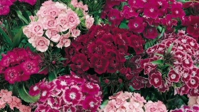 Гвоздика турецкая/Dianthus barbatus#цветы #сад##гвоздика #flowers смотреть онлайн