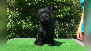 BRAND LIFE HOUSE MANTRA - 3 месяца (щенок керн терьера)