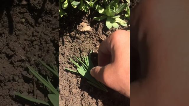 ЛАВАНДА весной после осенней обрезки