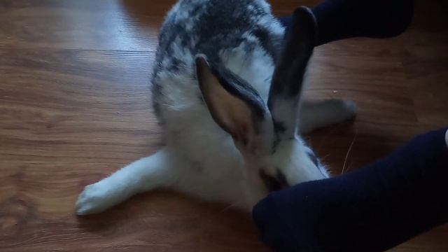 Что такое кролик дома. смотреть онлайн