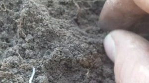 КОП НА СЕКРЕТНОМ МЕСТЕ. АЛТАЙ. ЦАРИЗМ И СОВЕТЫ