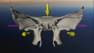 Краниосакральный ритм движения клиновидной кости.