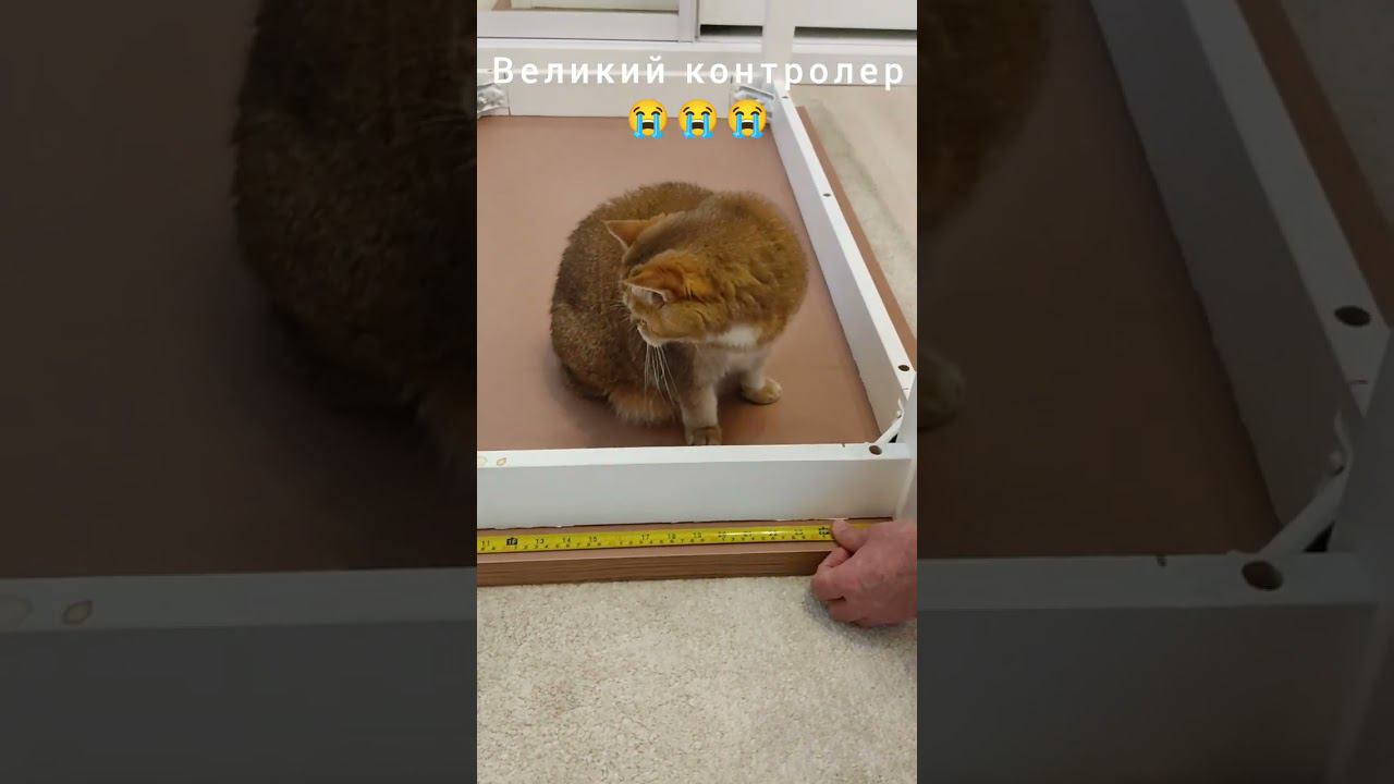#безкотаижизньнета #котики #смешныекоты #коты #золотаяшиншилла