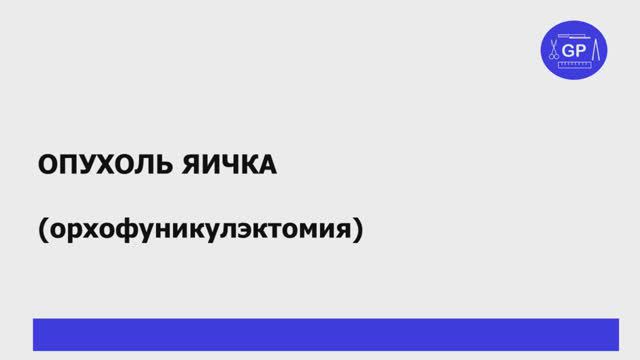 Яичко - анатомия и гистологическое исследование препарата