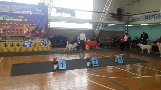 Выставка Новосибирск экс.Булелик. Янта CW,CAC,ЛС. смотреть онлайн