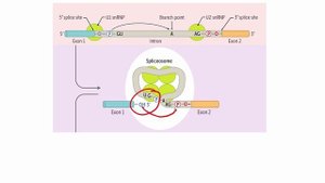 Splicing of PRE-mRNA.mp4