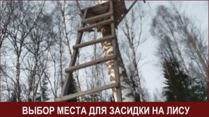 Выбор места для засидки на лису