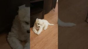 Щенок бишон фризе))