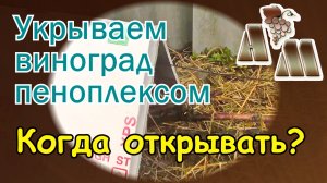 ? Зимнее укрытие винограда пеноплэксом. Когда открывать виноград?
