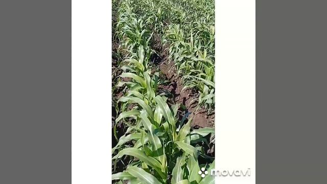 сорго самба окучивание смотреть онлайн