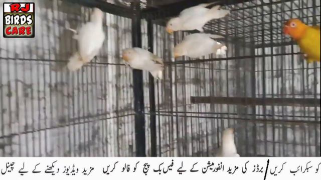 How many eggs do love birds lay? |  love birds eggs hatching period | love birds chicks growth