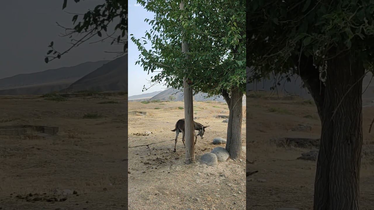 Ущелье | Река Ак-Буура | Ош | Кыргызстан #shorts