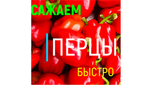 САЖАЕМ ПЕРЦЫ БЫСТРО!#перцы#сажаемперцы#перецпосадка#перецизсемян#перецвыращиваниенарассаду#