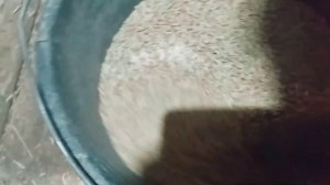 Готовим зерносмесь | Можно ли курам горох