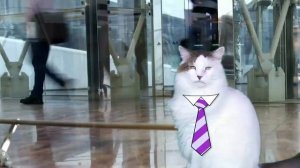 HAPPY BIRTHDAY SONG! - EPIC Cat Happy Birthday