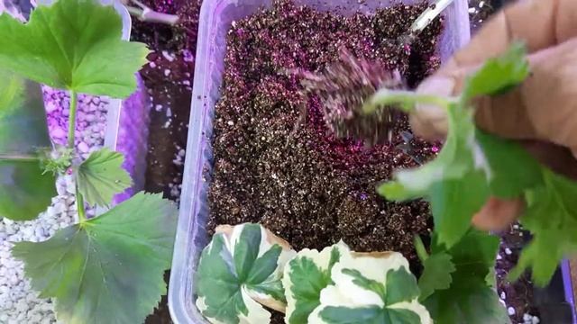Эксперимент по укоренению черенков королевской пеларгонии. Вермикулит или перлит? смотреть онлайн