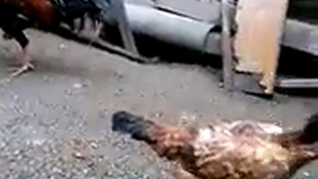 Heyrati Бойцовые петухи Азербайджана.турецкий азиль(хинт)литой смотреть онлайн