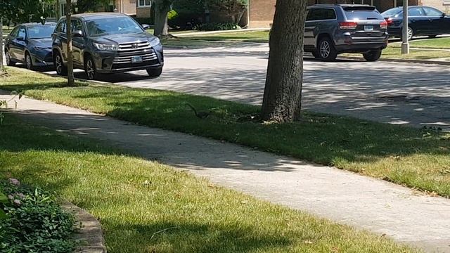 Живем в американской деревни в Иллинойс. Сравниваем деревню с нашим поселком ну и школу. смотреть онлайн