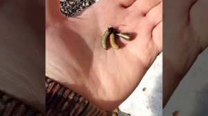 Хочешь ловить ленка? Насаживай ручейника правильно, ленок реально ест ??? #хариус #ленок