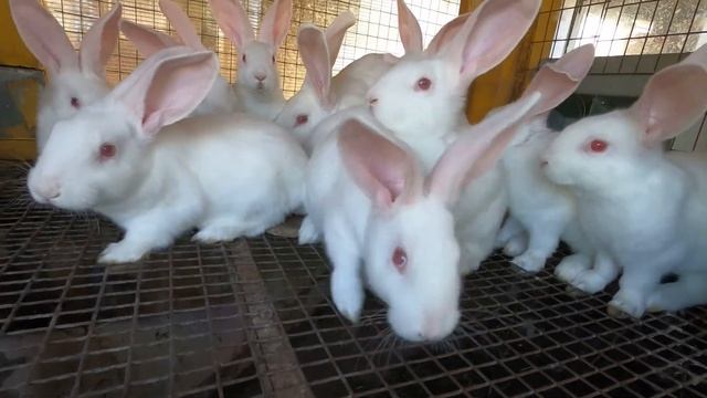 Забой бройлеров 65 дней/ Забой перепелов смотреть онлайн