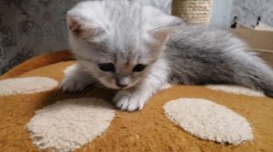 Милый котёнок _ Шотландский Прямоухий _ Скотиш Страйт.Cute kitten _ Scottish Straight.