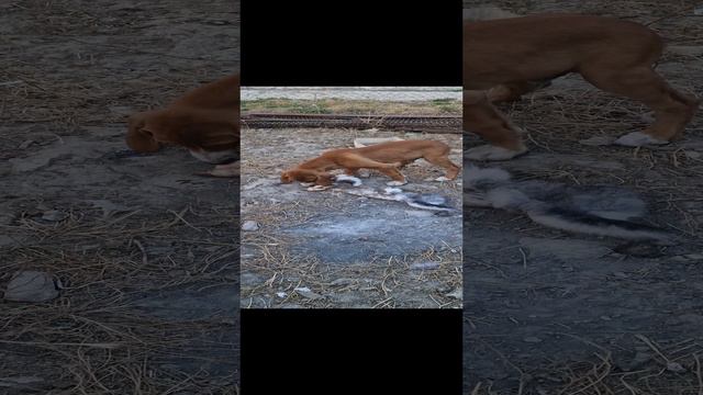 посавская гончая учим на зайца смотреть онлайн