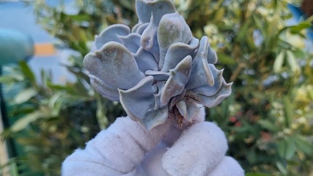 Echeveria Thriller Pearl смотреть онлайн
