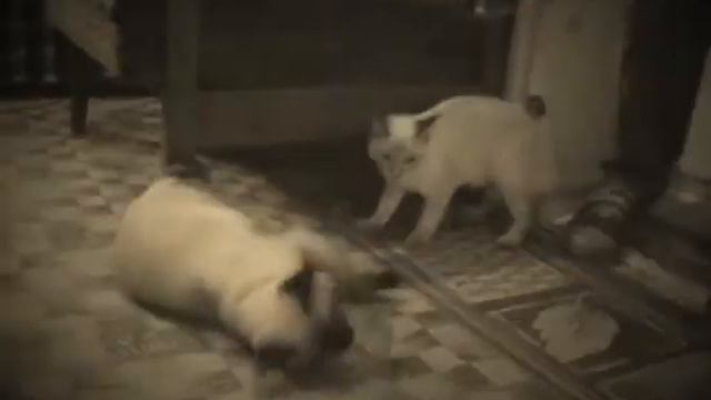 Игры Меконгских бобтейлов.avi смотреть онлайн