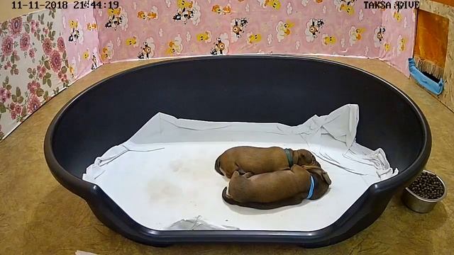 Я Такса смотреть онлайн